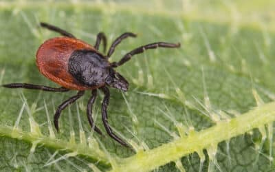 Lyme Disease: The Great Imitator
