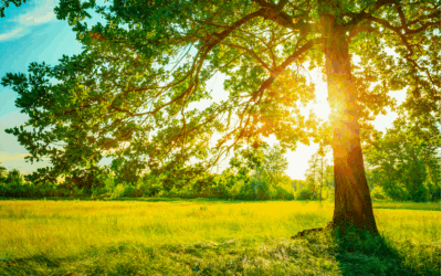 It’s Summer: A Great Time for a Digital Detox